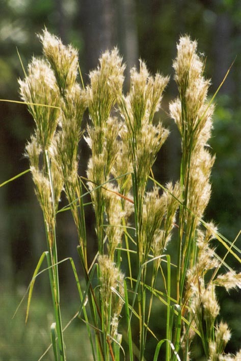 bushy bluestem