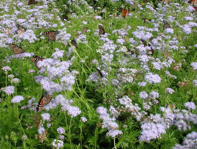 gregs mistflower