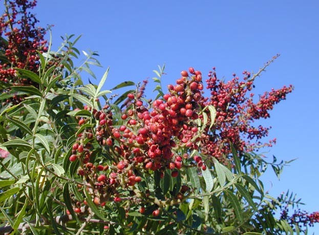 prairie flameleaf sumac