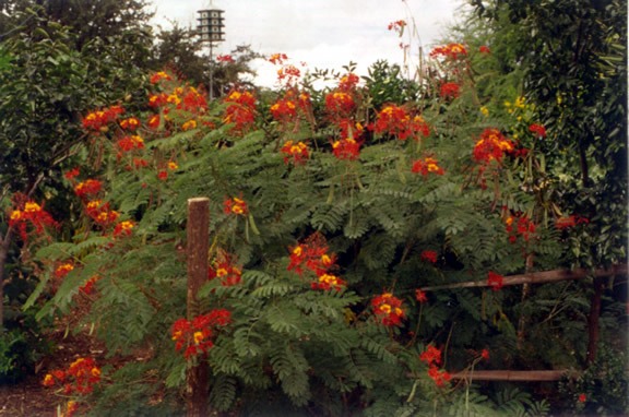 Pride of Barbados