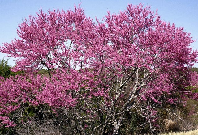 texas redbud