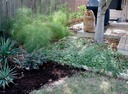 plants